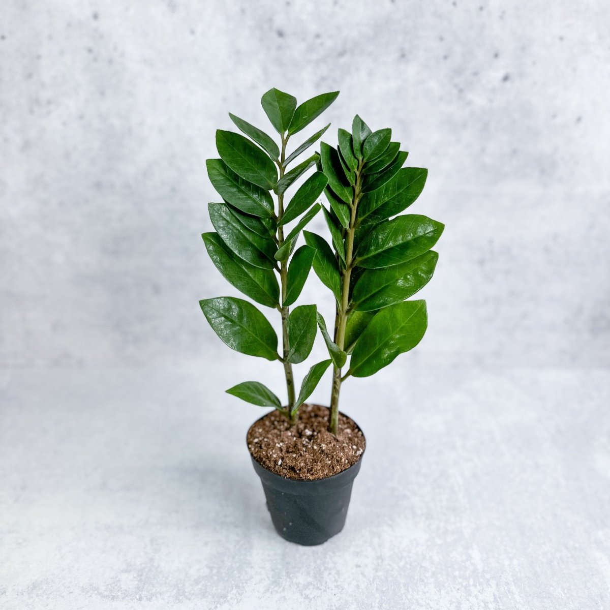 Zamioculcas zamiifolia - ZZ Plant - Various Sizes - Ed's Plant Shop