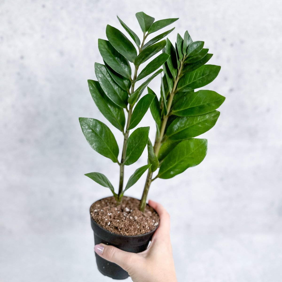 aldi zz plant ZZ Plant (Zamioculcas zamiifolia)