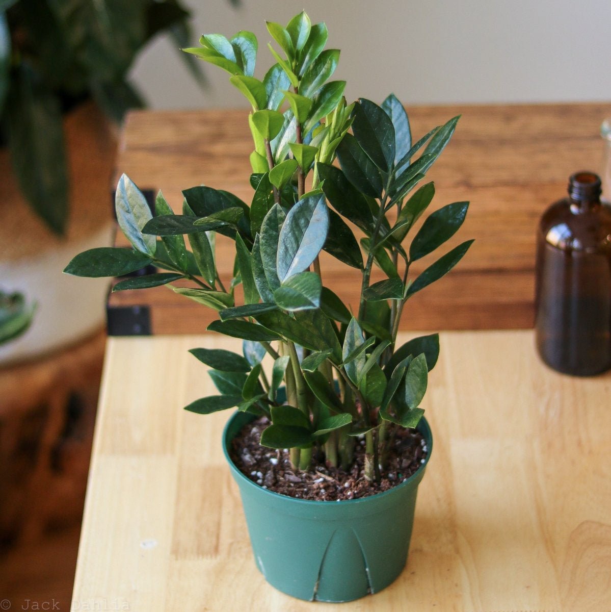 healthy zz plant 6" Nursery Pot