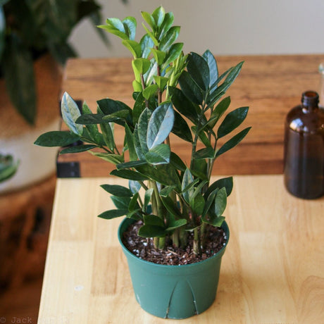 Zamioculcas zamiifolia - ZZ Plant - Various Sizes - Ed's Plant Shop