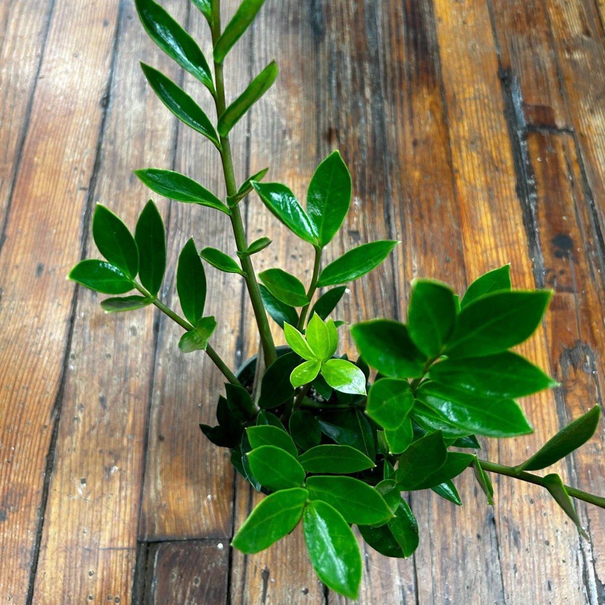 dark green zz plant Zamioculcus zamicro