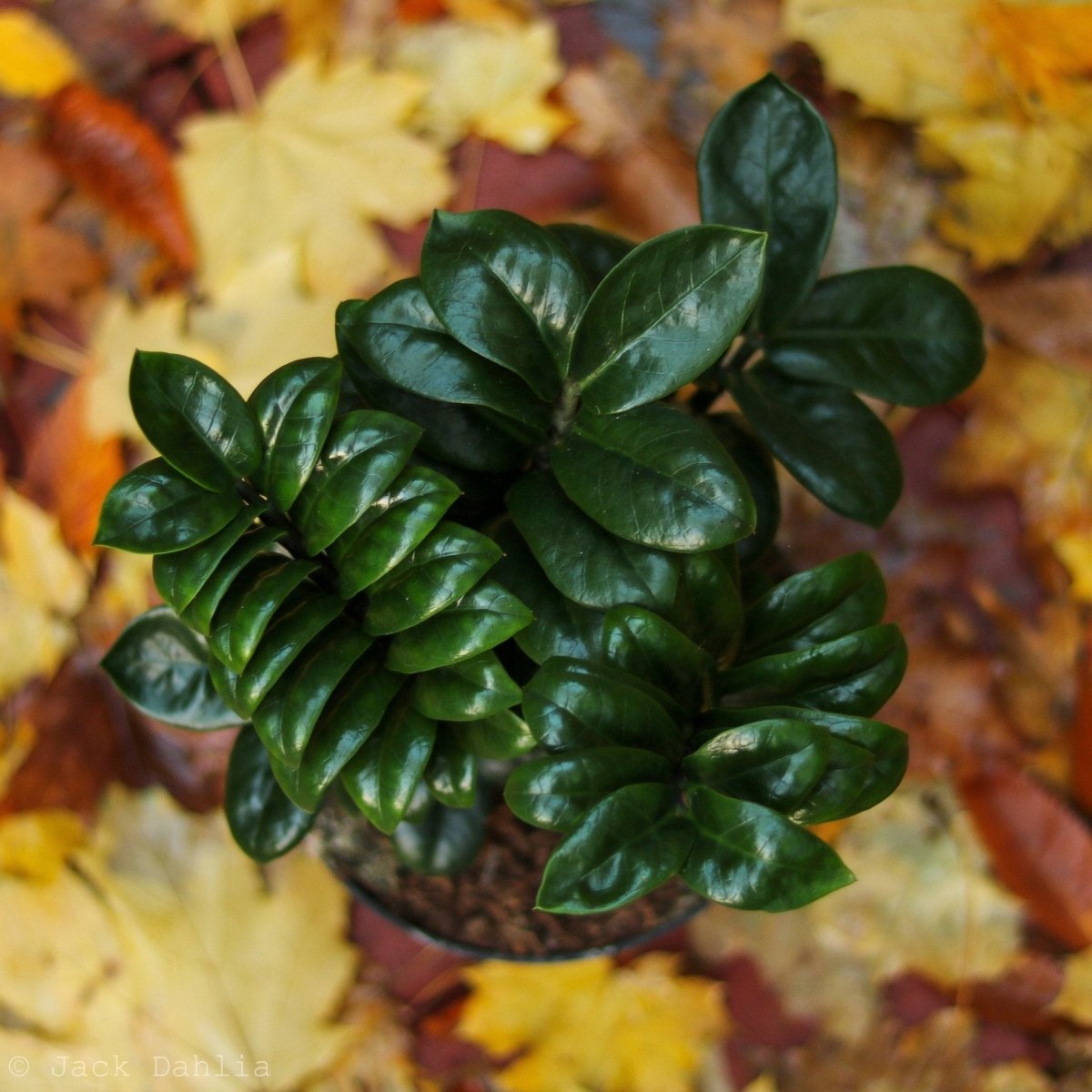 Zamioculcus Zamiifolia 'Zenzi' Plant - Zenzi ZZ Plant - Various Sizes - Ed's Plant Shop