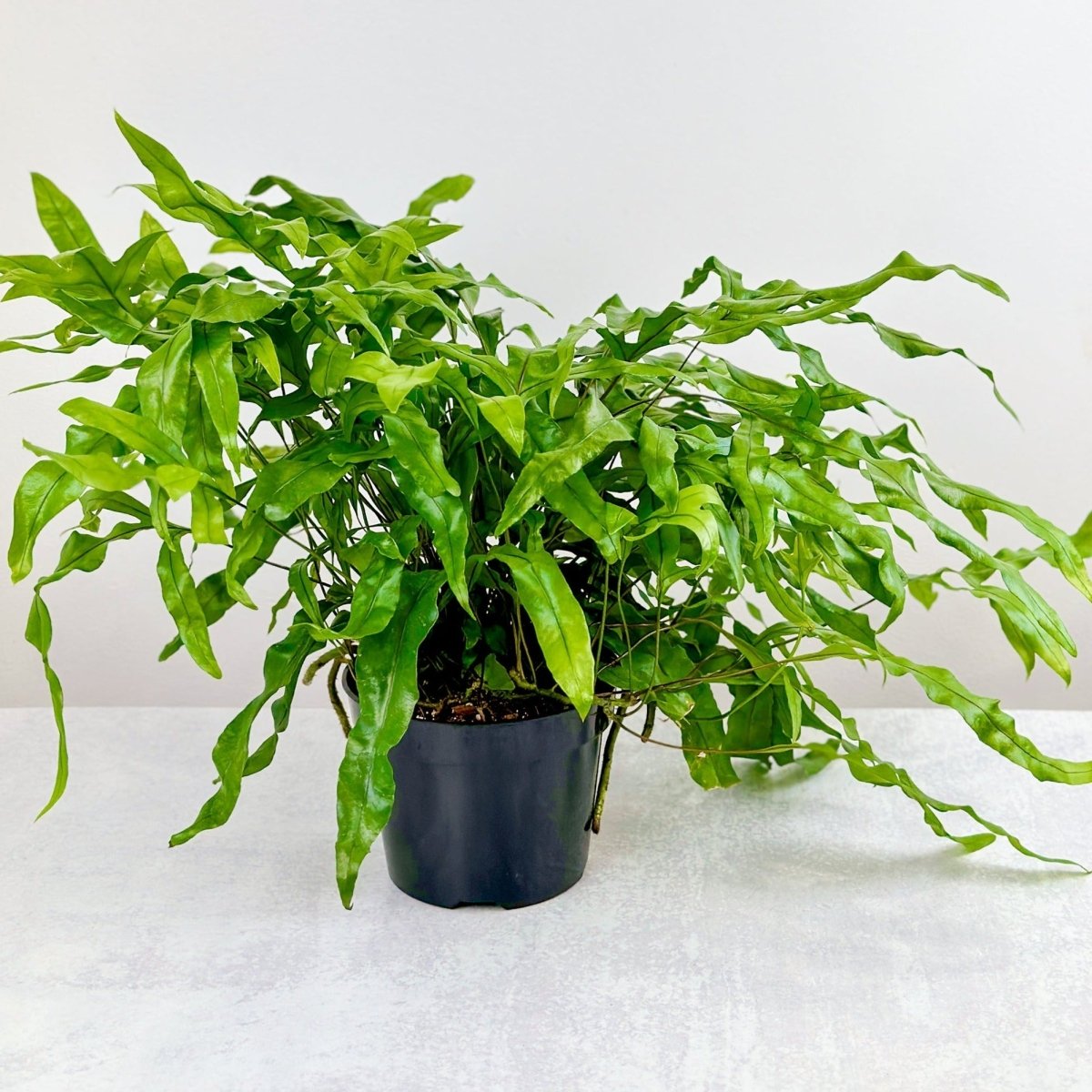 kangaroo paw indoor plant Zealandia pustulatum 'Kangaroo Paw' - Kangaroo Paw Fern