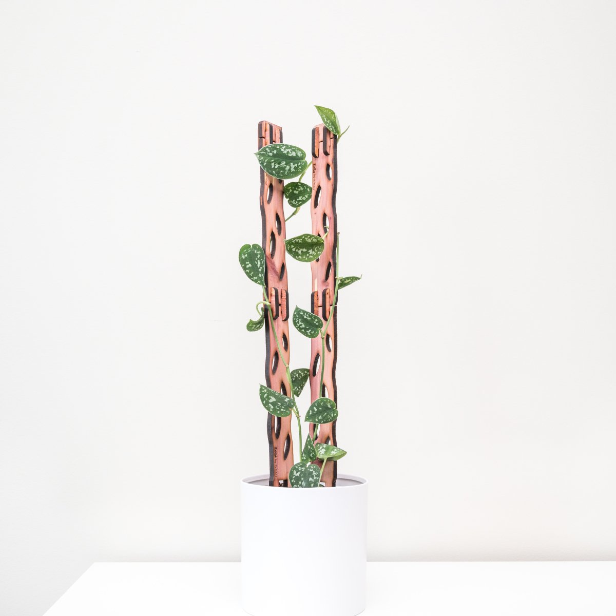 wood plant trellis Zella Wooden Plant Trellis