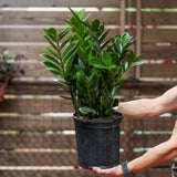 Zamioculcas zamiifolia - Large ZZ Floor Plant