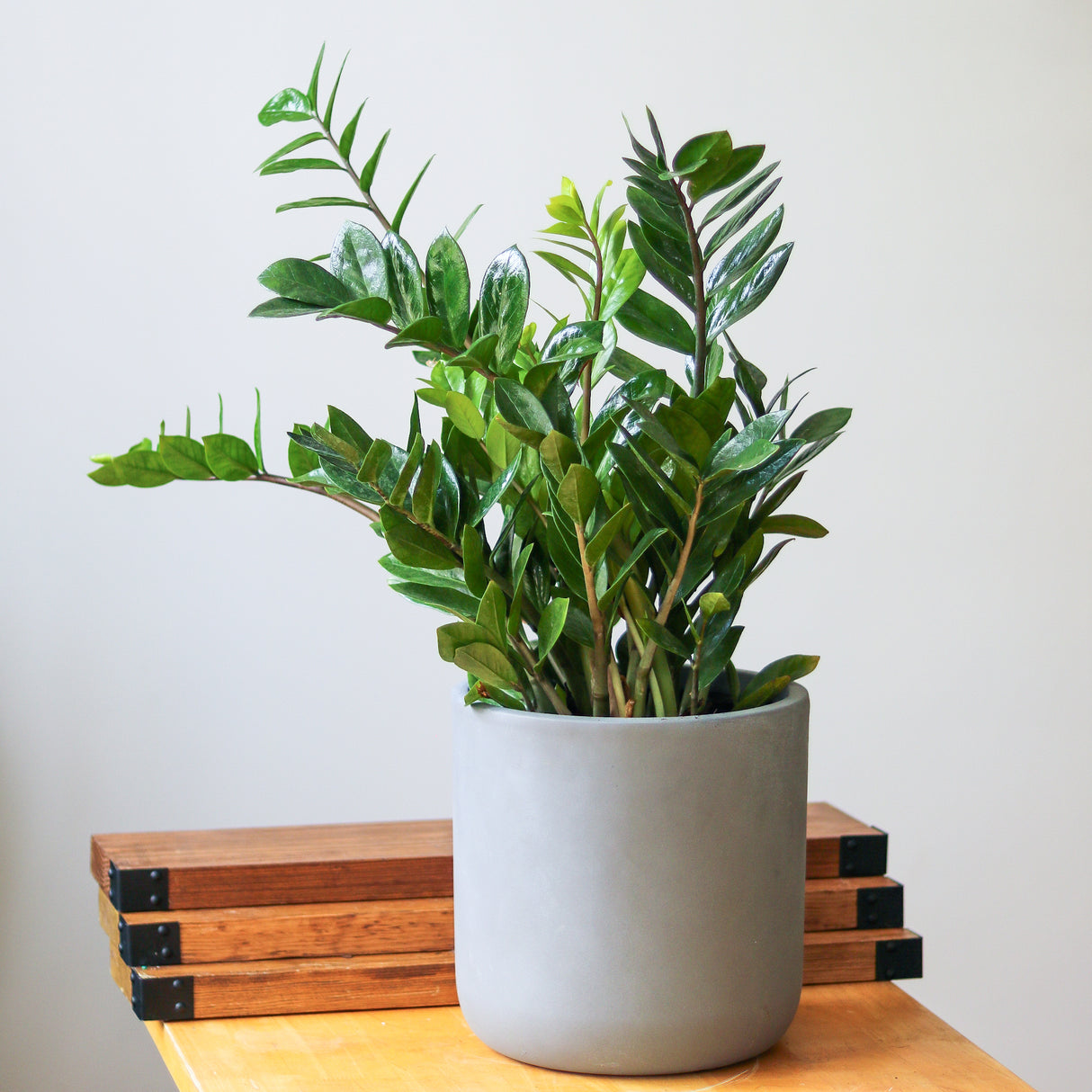 plant of steel zz plant ZZ Plant (Zamioculcas zamiifolia)