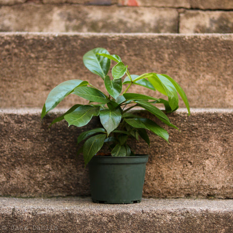 Alpine Schefflera ‘Umbrella Tree' - Ed's Plant Shop