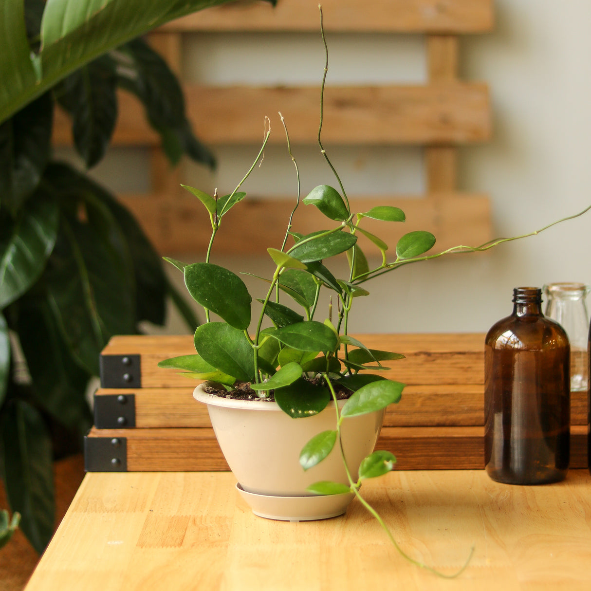 Hoya Australis 'Waxvine' - Ed's Plant Shop