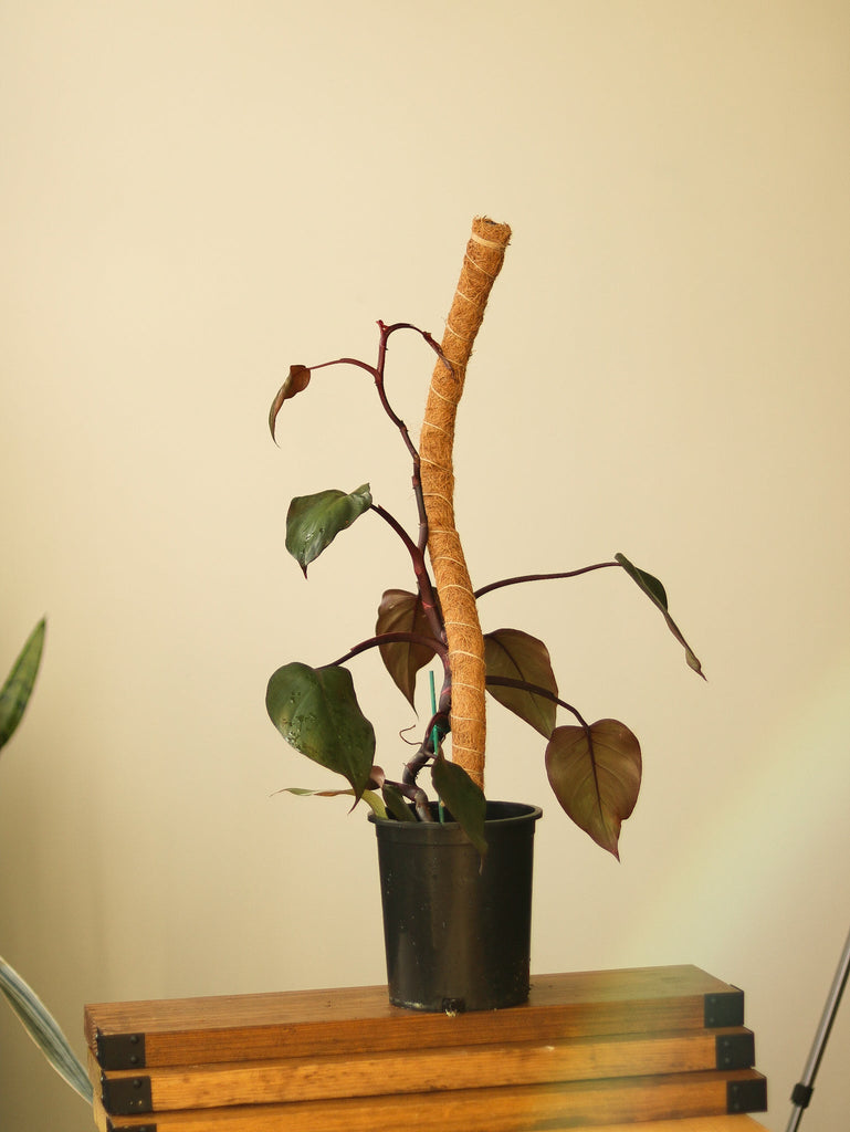 24" Bendable & Stackable Coco Coir Pole for Plant Support - Ed's Plant Shop