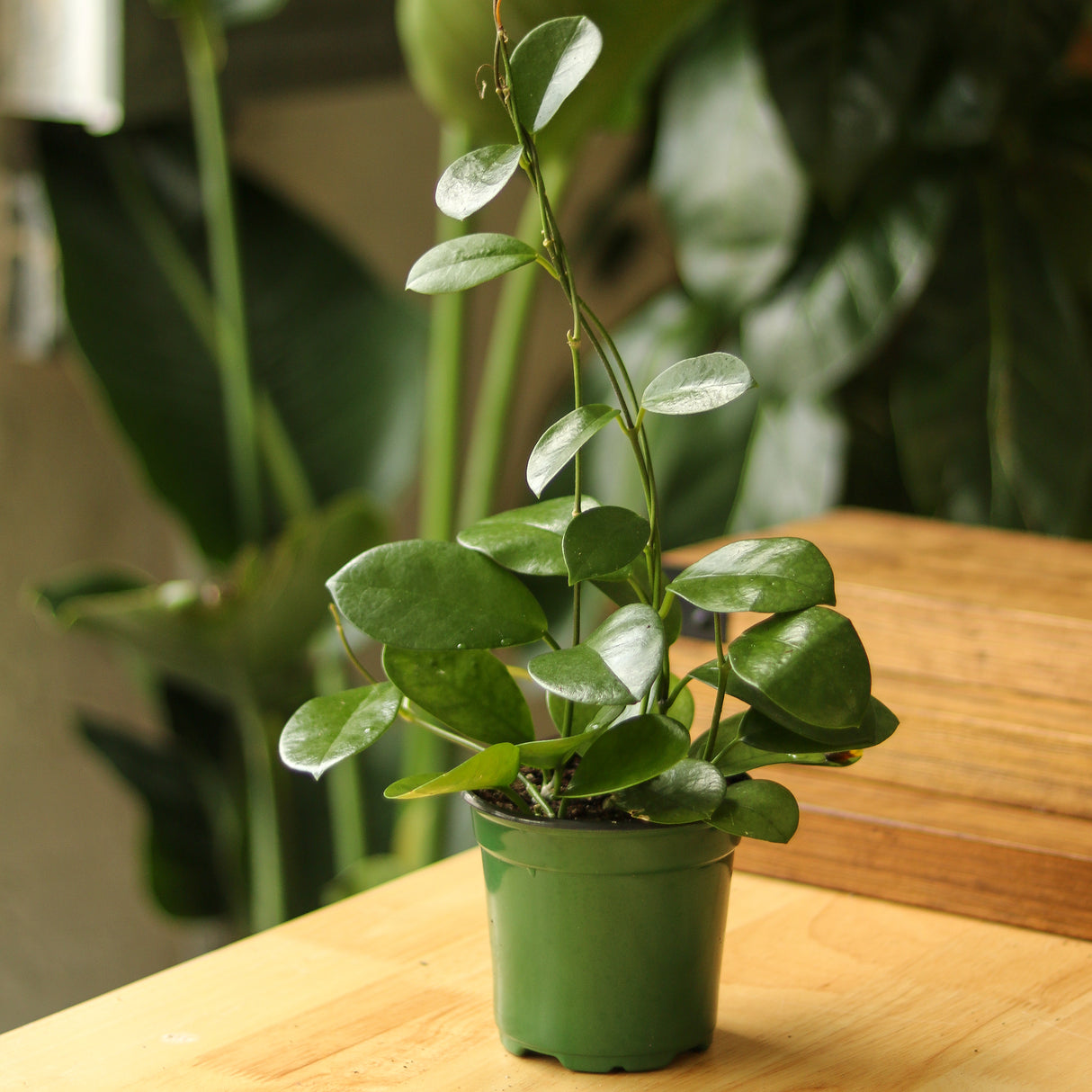 Hoya Australis 'Waxvine' - Ed's Plant Shop