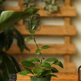 Hoya Australis 'Waxvine' - Ed's Plant Shop