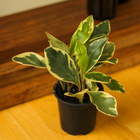 Peperomia Clusiifolia - ‘Tricolor Peperomia’ - Ed's Plant Shop