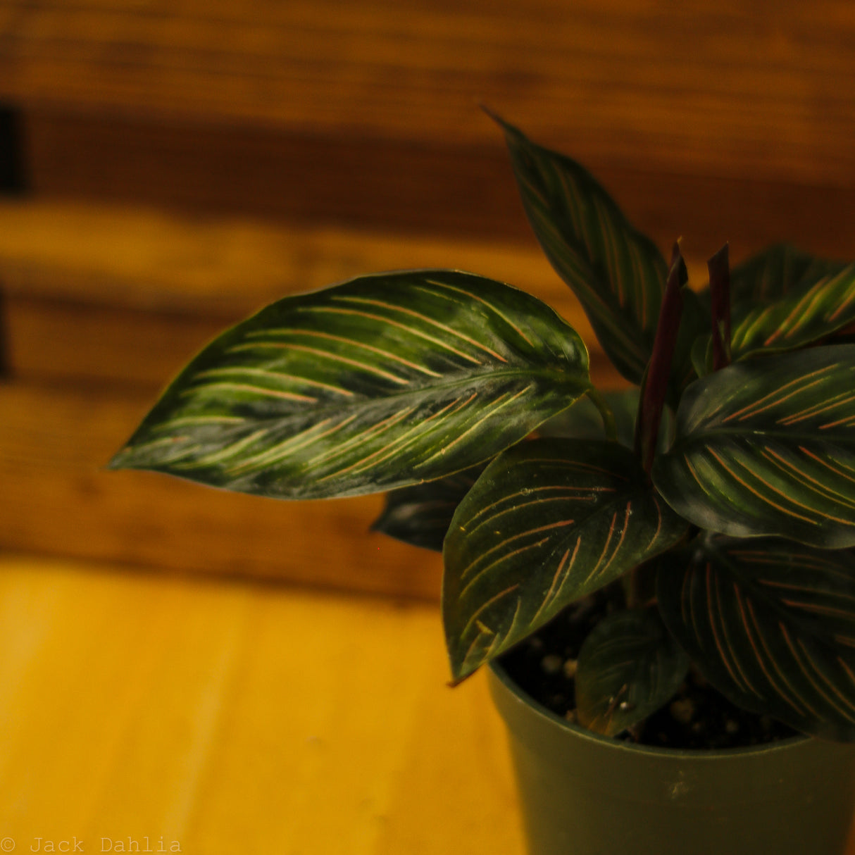 Calathea Ornata 'Beauty Star' - Ed's Plant Shop