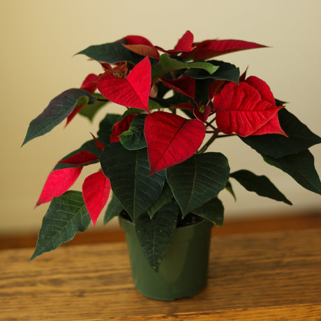 Euphorbia Pulcherrima 'Poinsettia' - In Store Only - Ed's Plant Shop