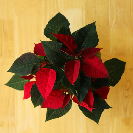 Euphorbia Pulcherrima 'Poinsettia' - In Store Only - Ed's Plant Shop