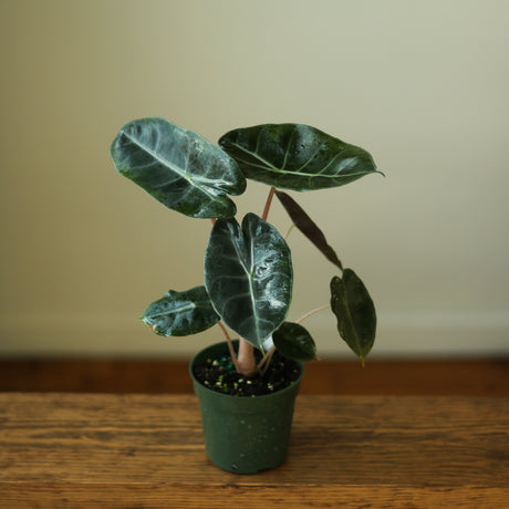 Alocasia Pink Dragon - Ed's Plant Shop