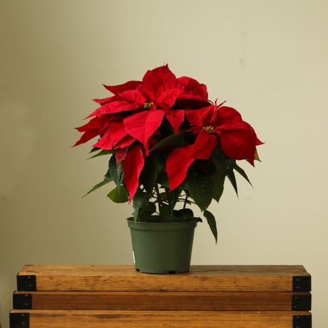 Euphorbia Pulcherrima 'Poinsettia' - In Store Only - Ed's Plant Shop