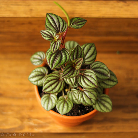 Peperomia 'Piccolo Banda' albovittata - Ed's Plant Shop