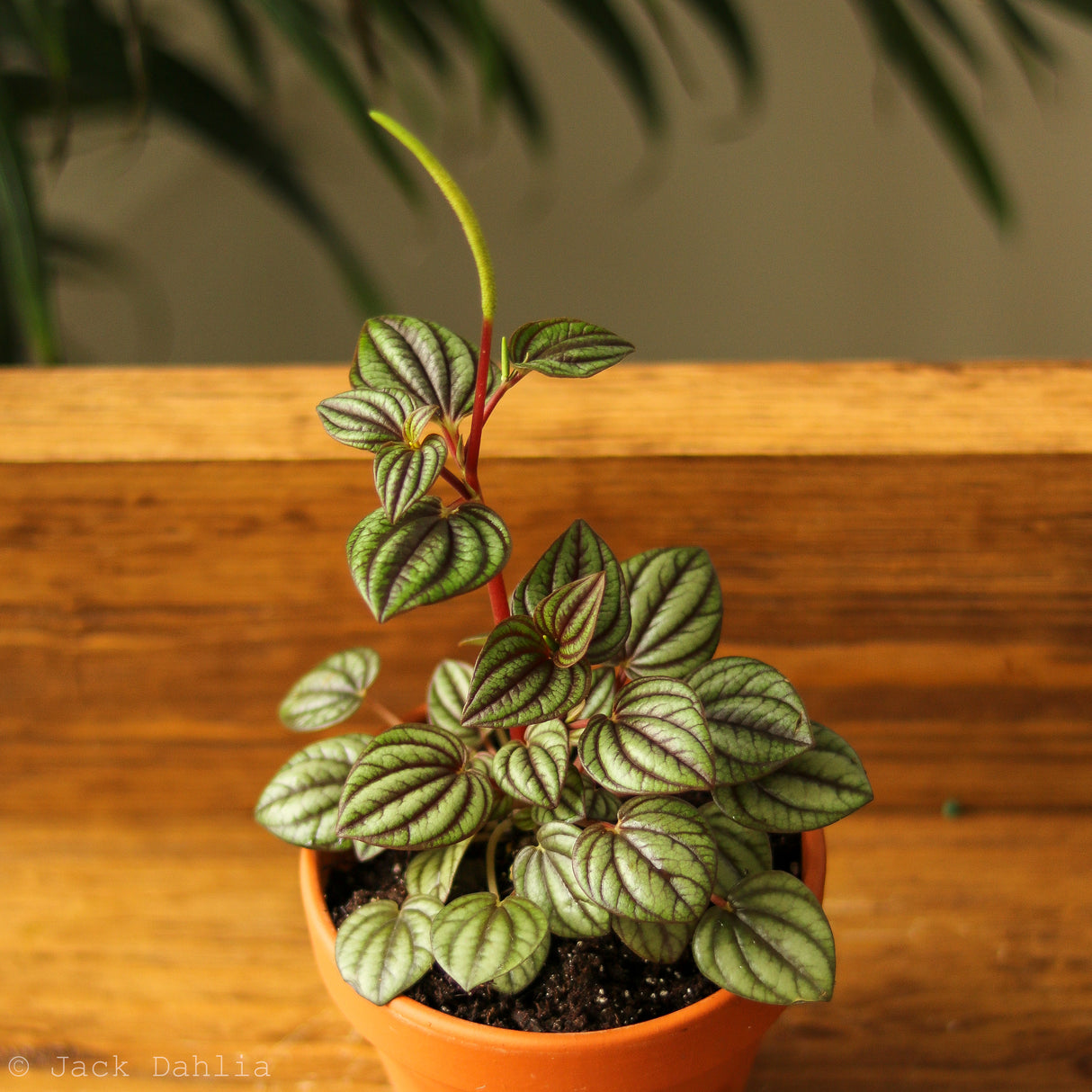 Peperomia 'Piccolo Banda' albovittata - Ed's Plant Shop