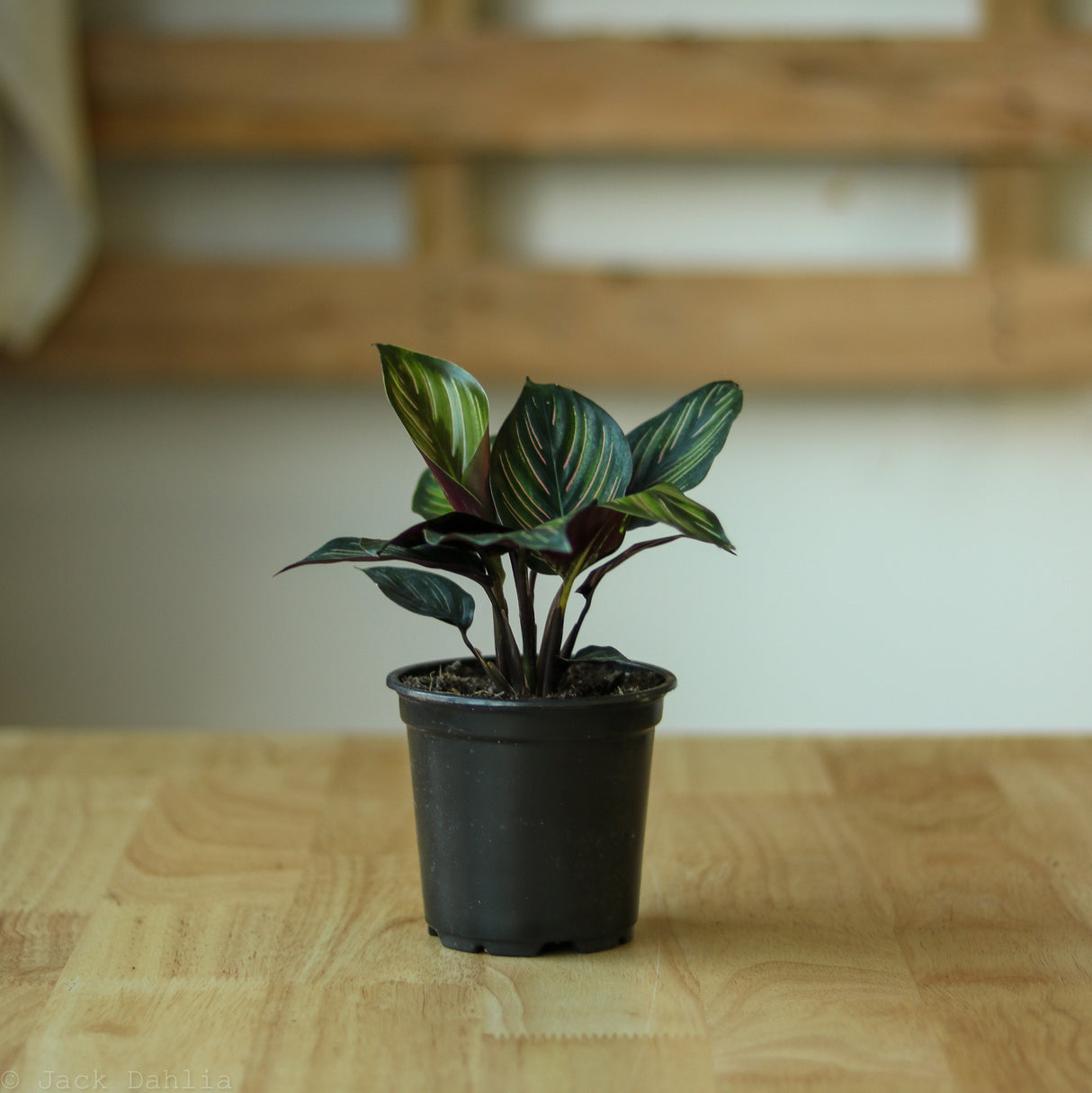 Calathea Ornata 'Beauty Star' - Ed's Plant Shop