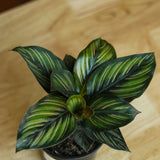 Calathea Ornata 'Beauty Star' - Ed's Plant Shop