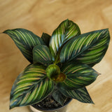 Calathea Ornata 'Beauty Star' - Ed's Plant Shop