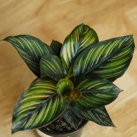 Calathea Ornata 'Beauty Star' - Ed's Plant Shop