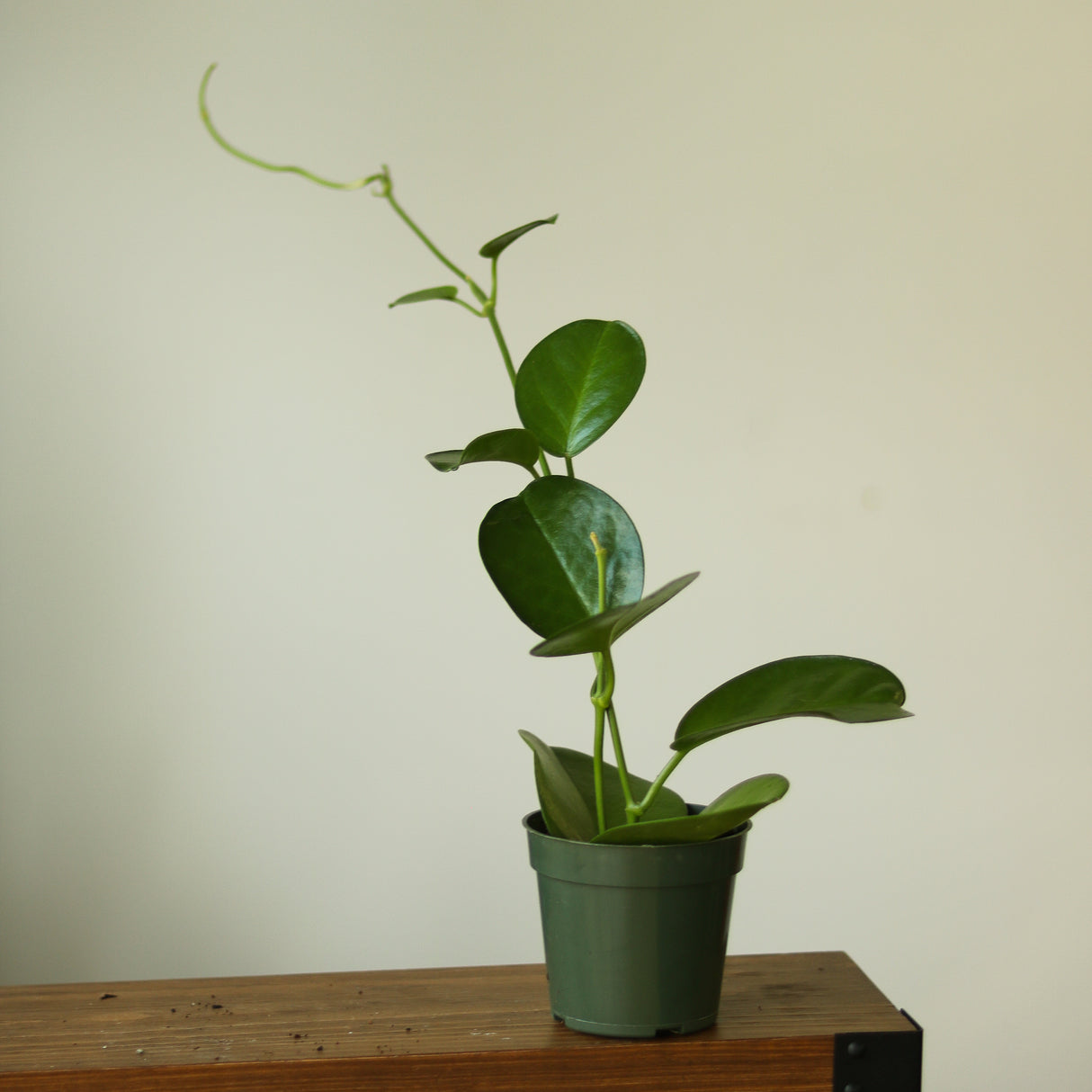 Hoya Australis 'Waxvine' - Ed's Plant Shop