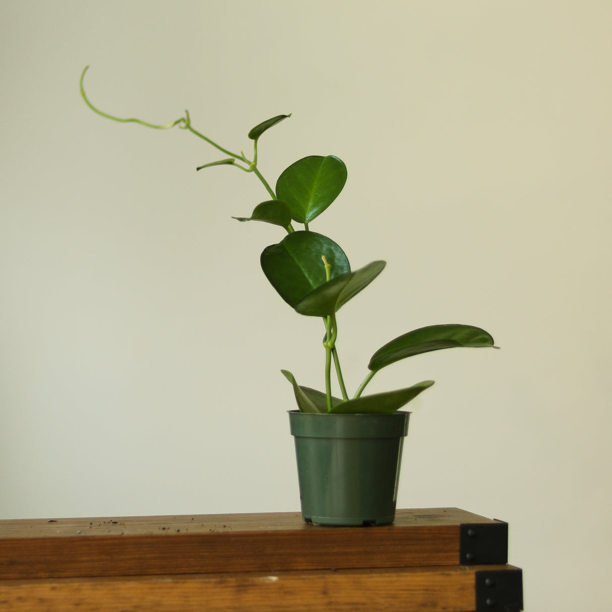 Hoya Australis 'Waxvine' - Ed's Plant Shop