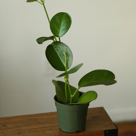 Hoya Australis 'Waxvine' - Ed's Plant Shop