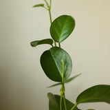 Hoya Australis 'Waxvine' - Ed's Plant Shop