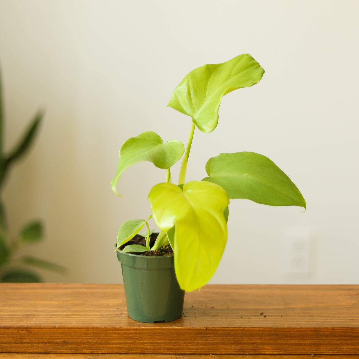 Philodendron bipennifolium aurea - Ed's Plant Shop