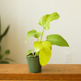 Philodendron bipennifolium aurea - Ed's Plant Shop