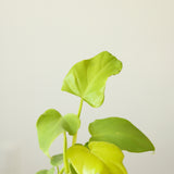 Philodendron bipennifolium aurea - Ed's Plant Shop