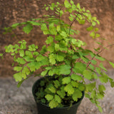 Adiantum Raddianum ‘Maidenhair Fern’ - Ed's Plant Shop