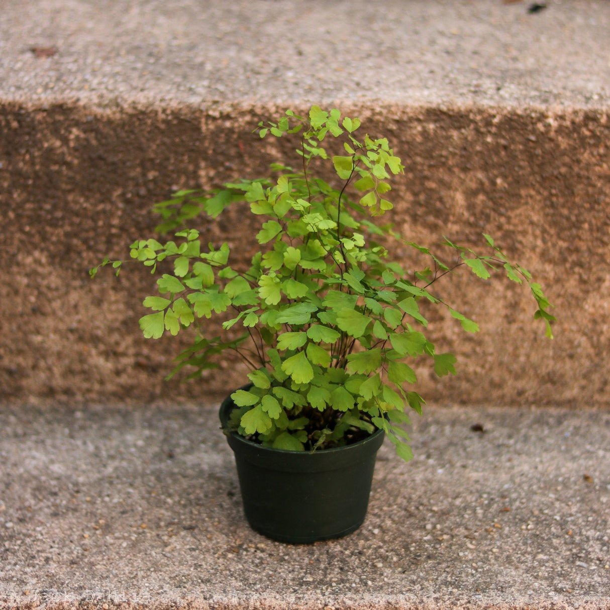 Adiantum Raddianum ‘Maidenhair Fern’ - Ed's Plant Shop