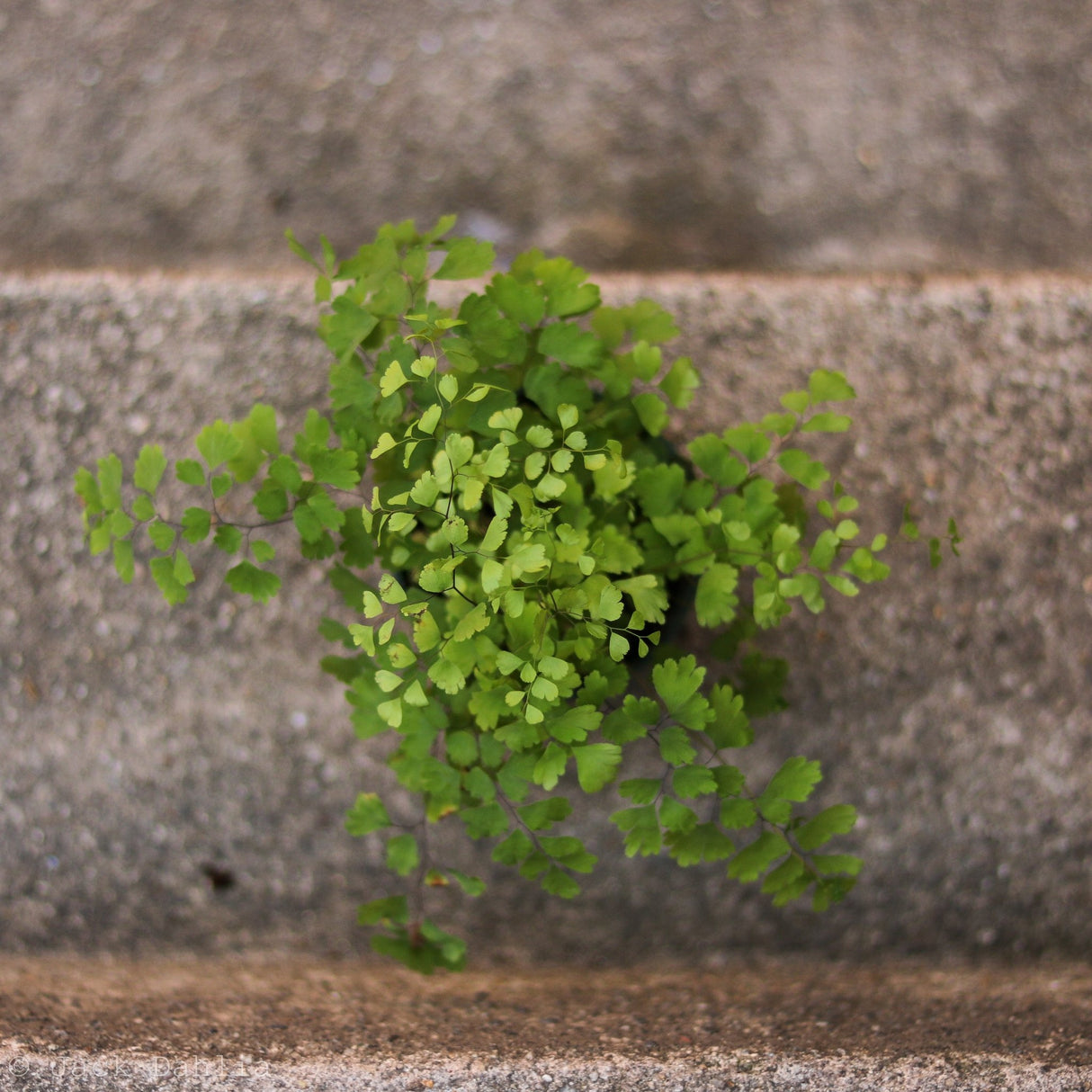 Adiantum Raddianum ‘Maidenhair Fern’ - Ed's Plant Shop