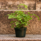 Adiantum Raddianum ‘Maidenhair Fern’ - Ed's Plant Shop