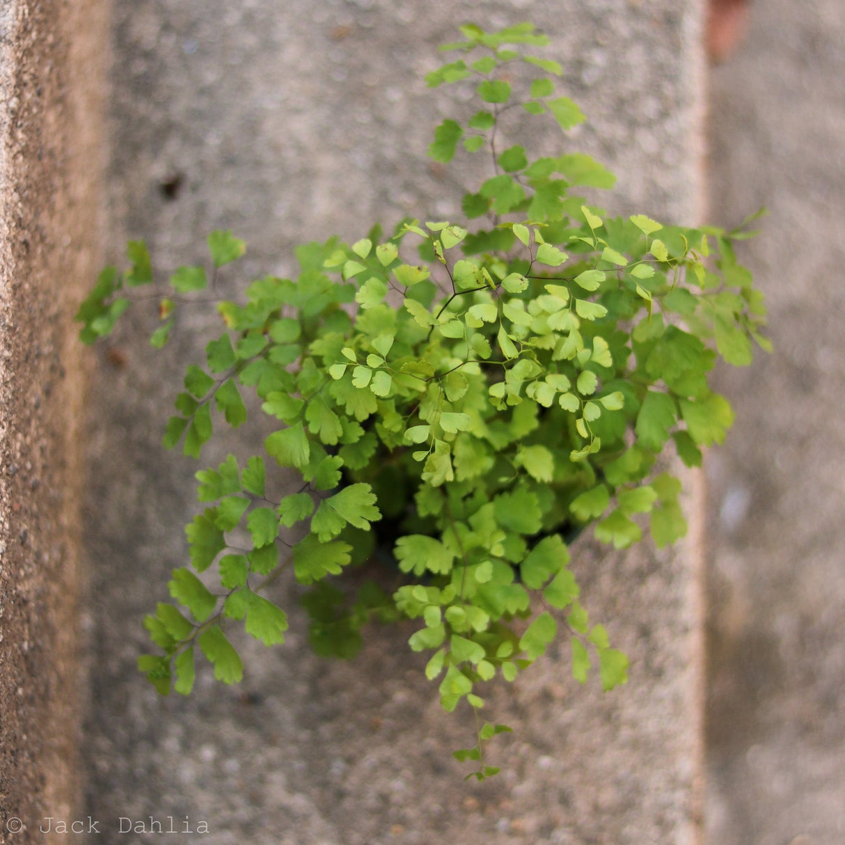 Adiantum Raddianum ‘Maidenhair Fern’ - Ed's Plant Shop