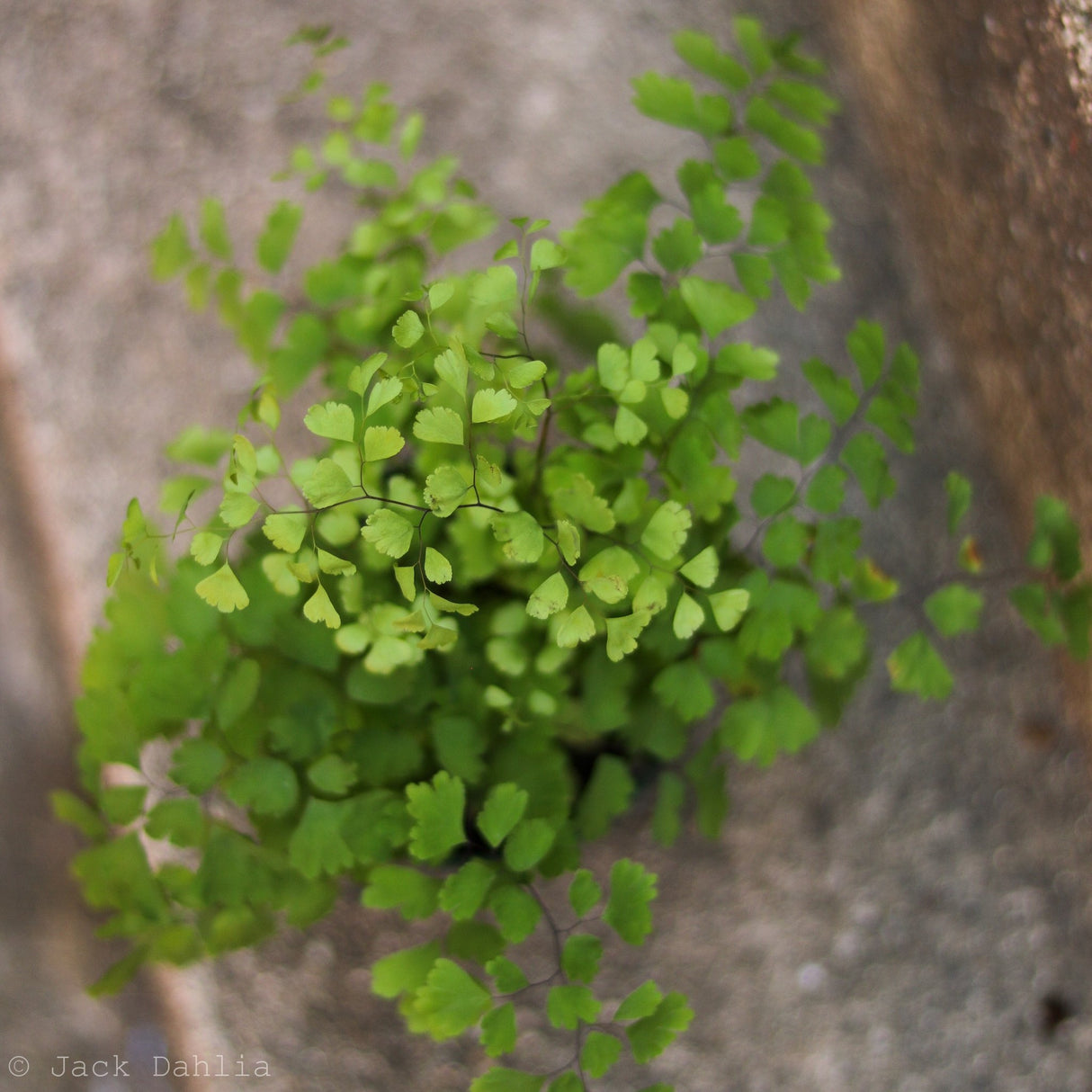 Adiantum Raddianum ‘Maidenhair Fern’ - Ed's Plant Shop