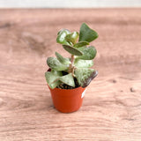 Adromischus maculatus - Calico Hearts Plant - Ed's Plant Shop