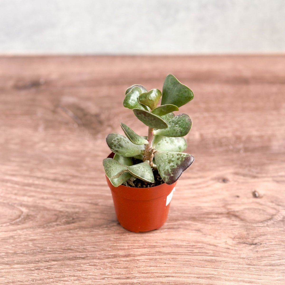 Adromischus maculatus - Calico Hearts Plant - Ed's Plant Shop