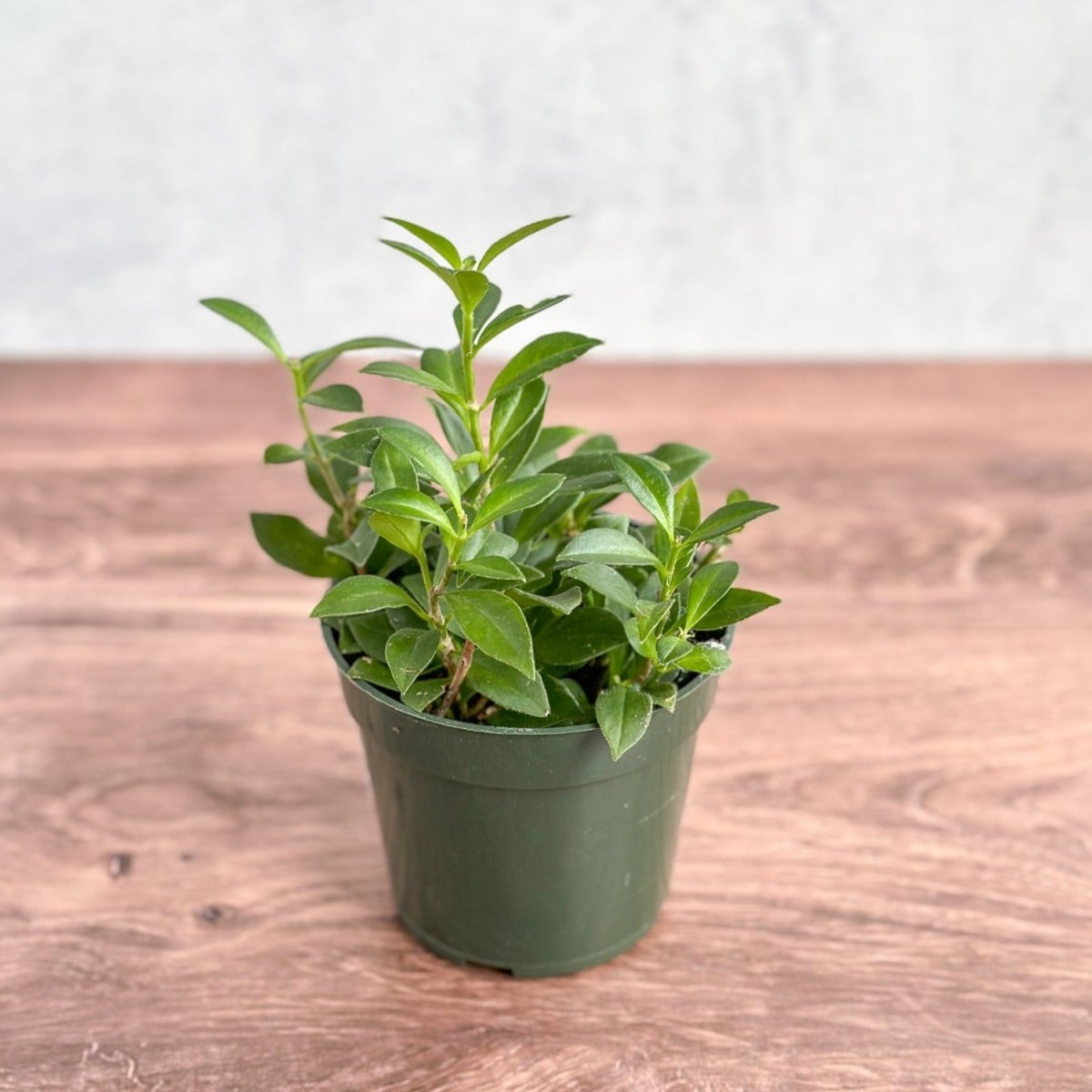 Aeschynanthus longicaulis 'Purple Star' - Purple Star Lipstick Plant - Ed's Plant Shop