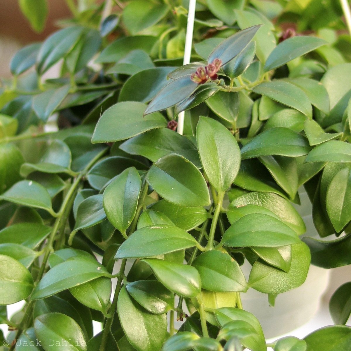 Aeschynanthus Radicans - Lipstick Plant - Ed's Plant Shop