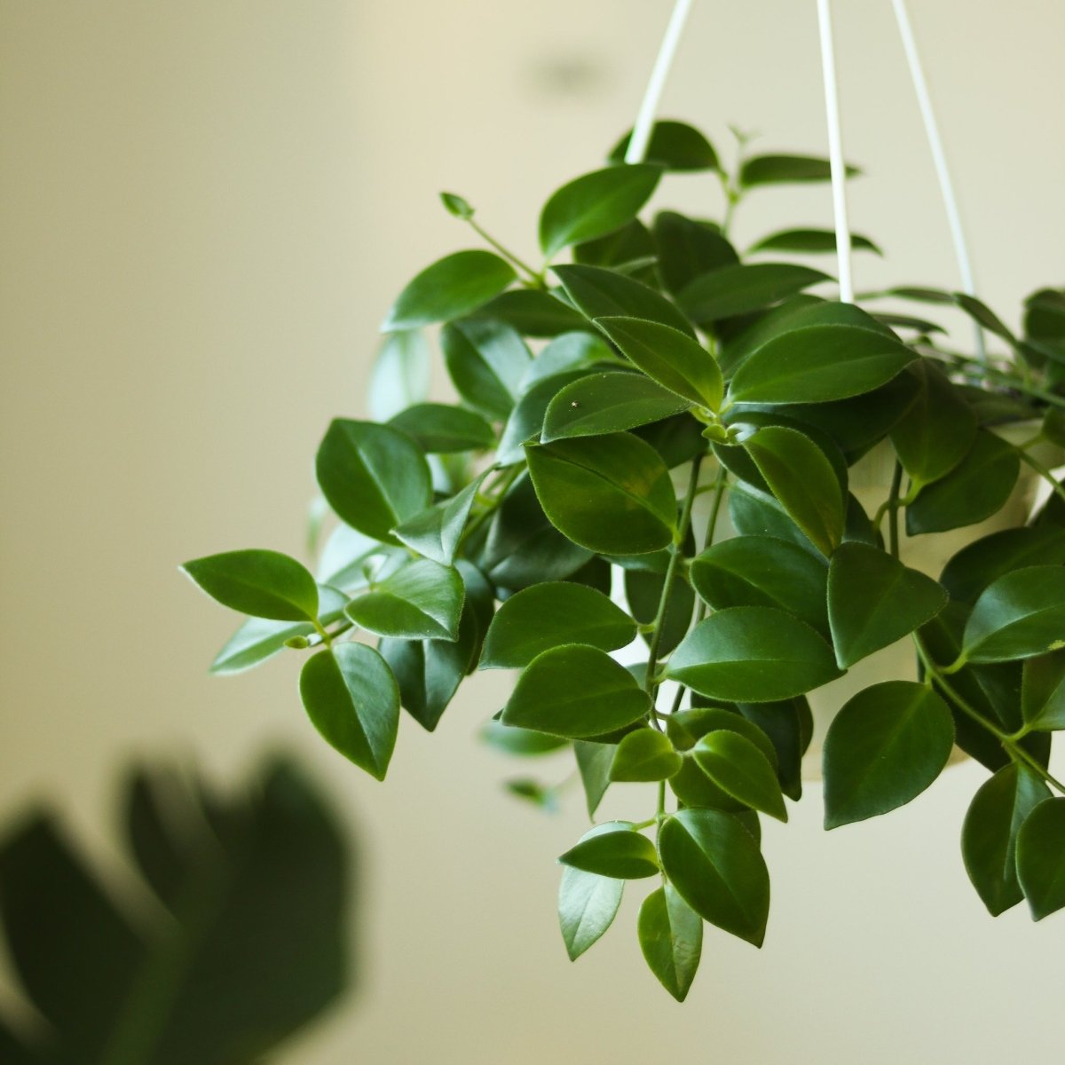 Aeschynanthus Radicans - Lipstick Plant - Ed's Plant Shop