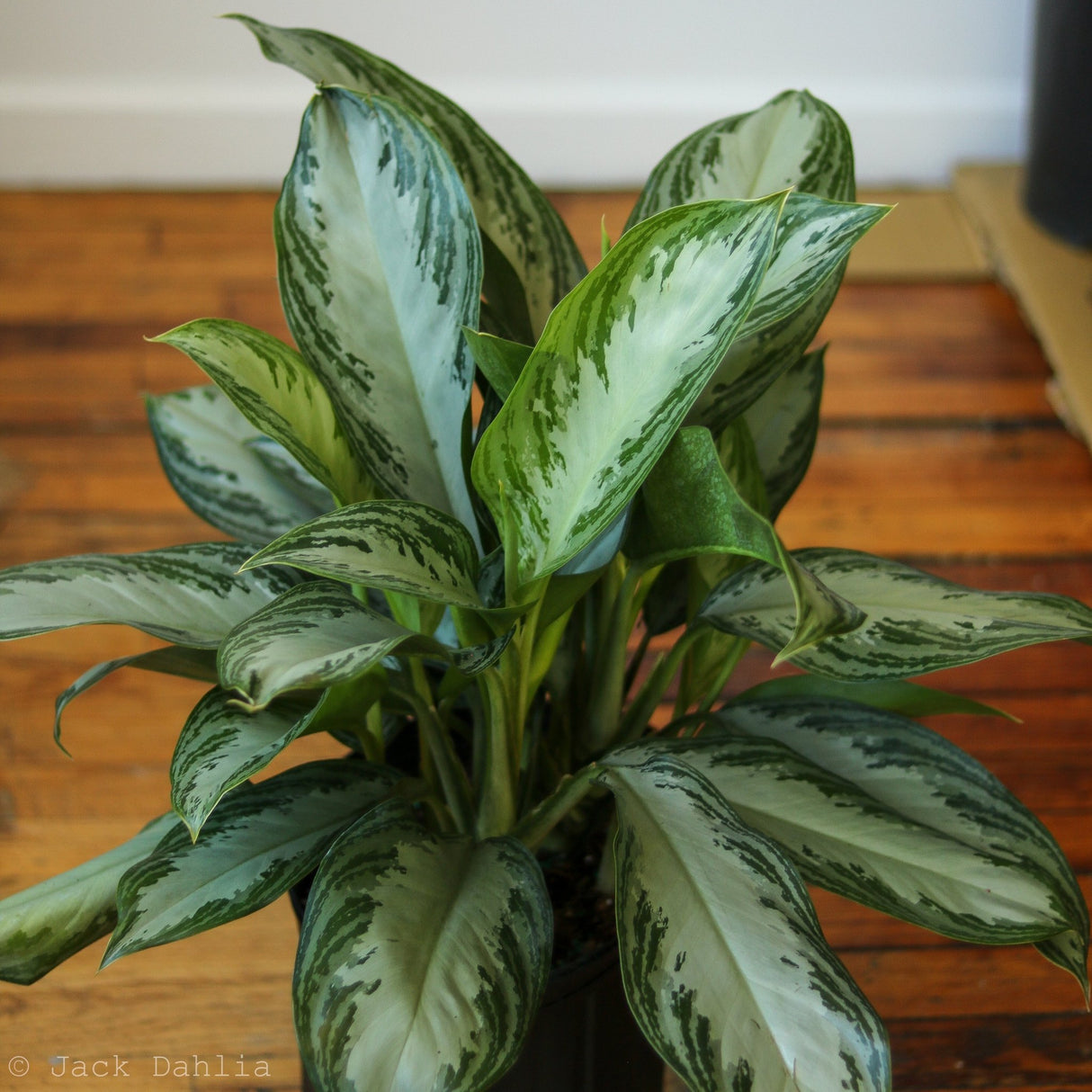 Aglaonema Commutatum 'Silver Bay' Chinese Evergreen - Ed's Plant Shop