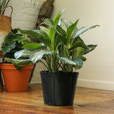 Aglaonema Commutatum 'Silver Bay' Chinese Evergreen - Ed's Plant Shop