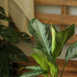 Aglaonema Commutatum 'Silver Bay' Chinese Evergreen - Ed's Plant Shop