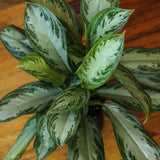 Aglaonema Commutatum 'Silver Bay' Chinese Evergreen - Ed's Plant Shop