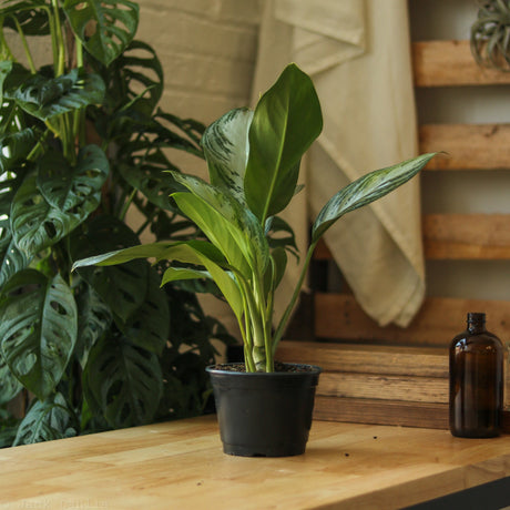 Aglaonema Commutatum 'Silver Bay' Chinese Evergreen - Ed's Plant Shop